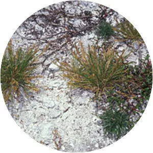 Lovegrasses (Salkım Yulaf)