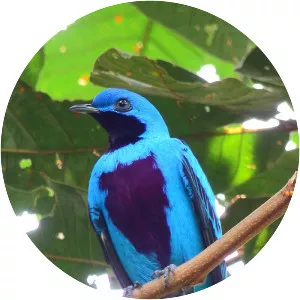 Lovely cotinga