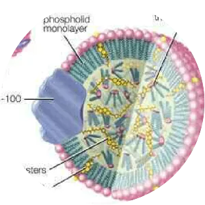 Low-density lipoprotein - 