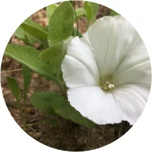 Low false bindweed - 