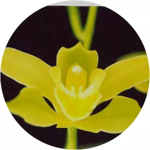 Low's Cymbidium - Plants