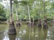 Lower Hatchie National Wildlife Refuge - 