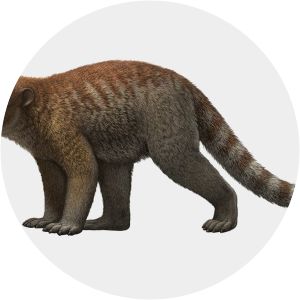 Loxolophus - Animal