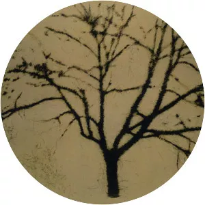 Luca Pancrazzi - Author