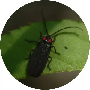 Lucidina biplagiata