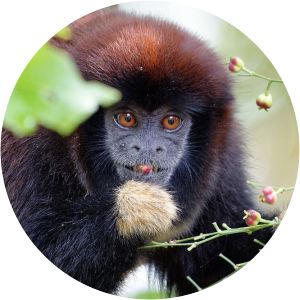Lucifer titi monkey