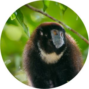 Lucifer titi - Primate