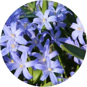 Lucile's glory-of-the-snow - Plants