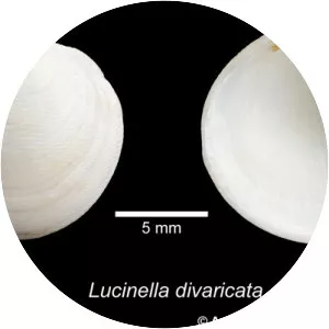 Lucinella divaricata - 