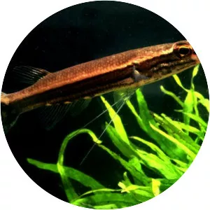 Luciocephalus pulcher