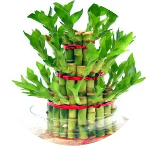 Lucky bamboo