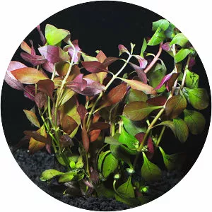Ludwigia