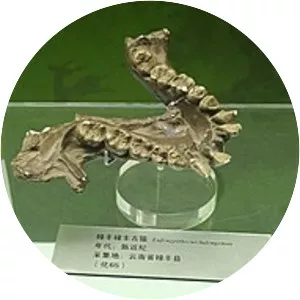 Lufengpithecus lufengensis