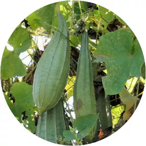 Luffa acutangula