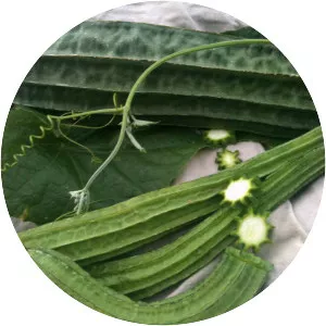 Luffa