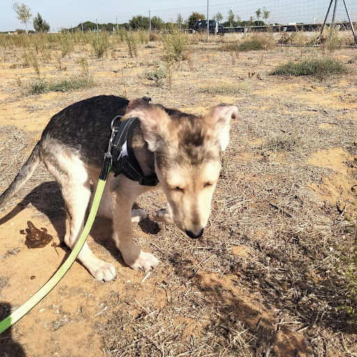 Lugo Animal and Plant Protection Society - Professional association in Spain
