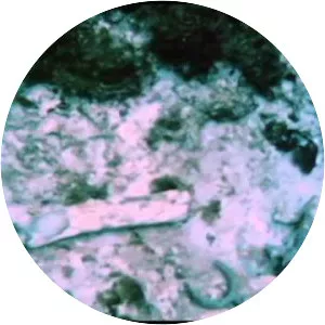 Luis Marden - American photographer