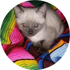 Luka Švajda - Dancer