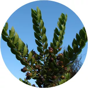 Luma chequen - Plants