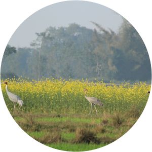 Lumbini Crane Sanctuary