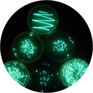 Luminescent bacteria - 