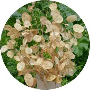 Lunaria