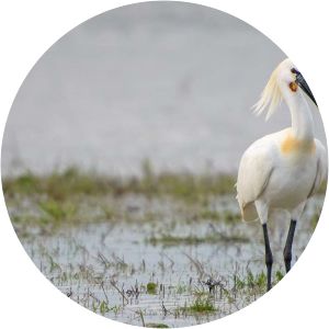 Lunca Joasă a Prutului Inferior Natural Park