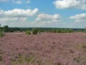 Lüneburg Heath