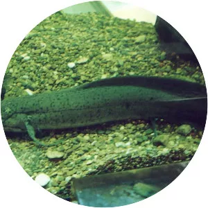 Lungfish