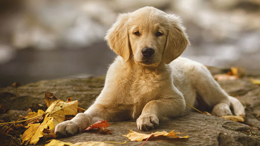 Lunner Katte- og Hundepensjonat AS - Pet boarding service in Norway