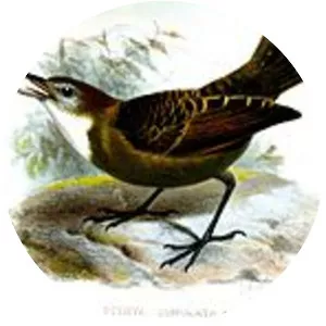Lunulated antbird - Bird