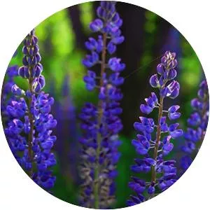 Lupine