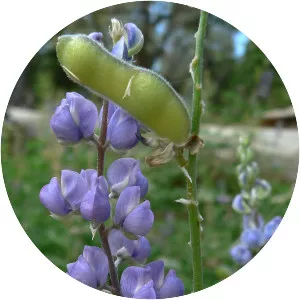 Lupinus argenteus