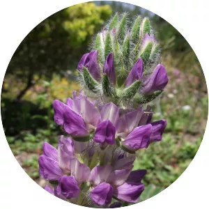 Lupinus microcarpus