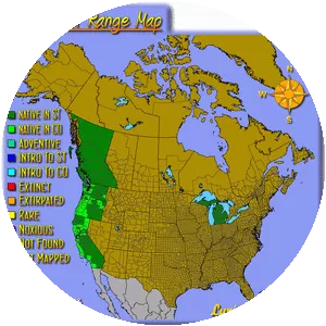 Lupinus polycarpus - 