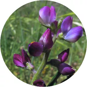 Lupinus truncatus