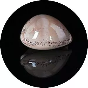 Luria cinerea - Animal