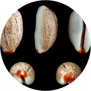 Luria isabella - Animal