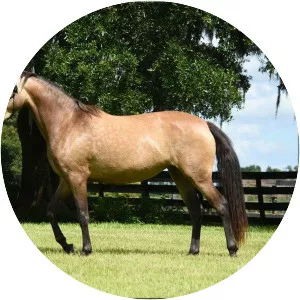 Lusitano
