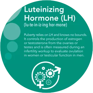 Luteinizing hormone - 