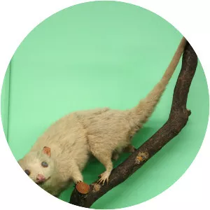 Lutrine opossum