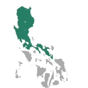 Luzon fruit bat - Animal