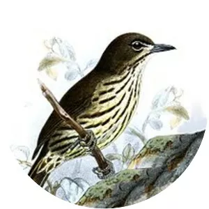 Luzon striped babbler - 