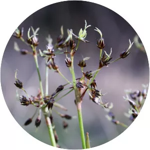 Luzula pilosa - Plants