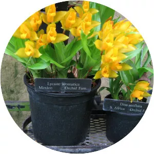 Lycaste aromatica
