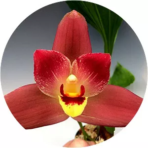 Lycaste