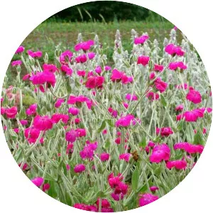 Lychnis