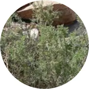 Lycium andersonii - Plants