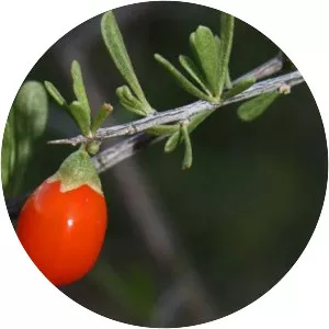 Lycium berlandieri - 