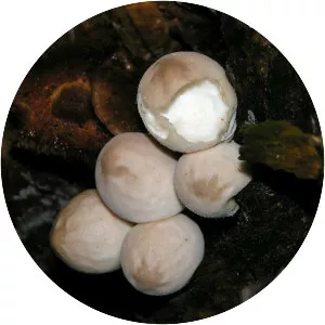 Lycoperdon
